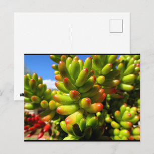 Postal Planta suculenta Jelly Bean