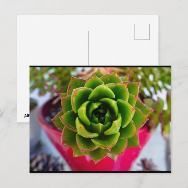 Postal Planta suculenta Lipstick Echeveria (Anverso / Reverso)