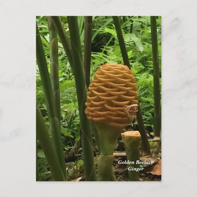 Postal Planta Tropical de Jengibre Colmena de Abejas (Anverso)