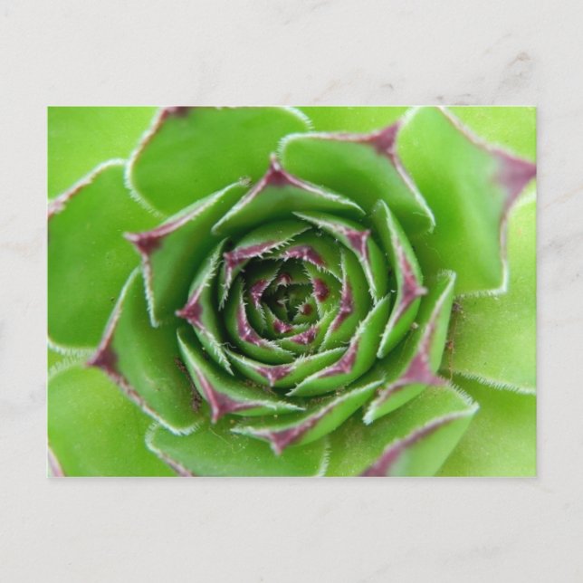 Postal Planta verde (Anverso)