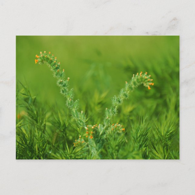Postal Planta verde silvestre (Anverso)