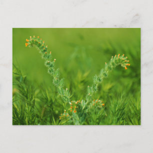 Postal Planta verde silvestre