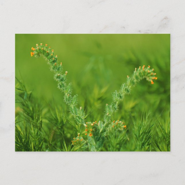 Postal Planta verde silvestre (Anverso)