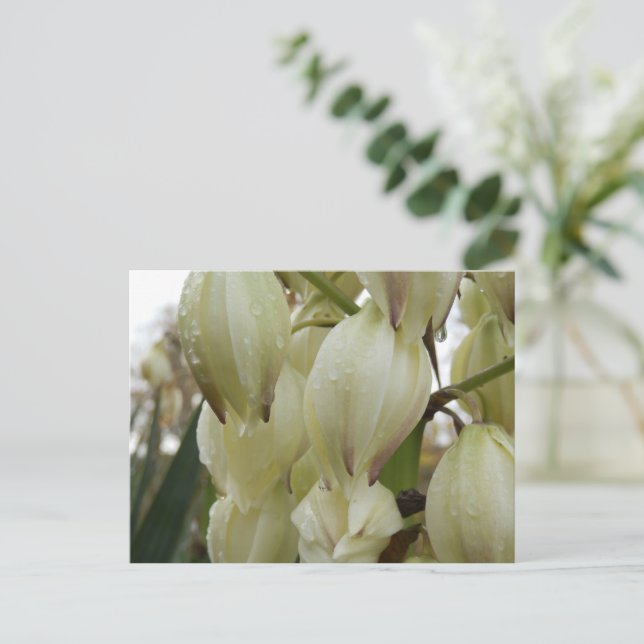 Postal Planta Yucca (Anverso de pie)