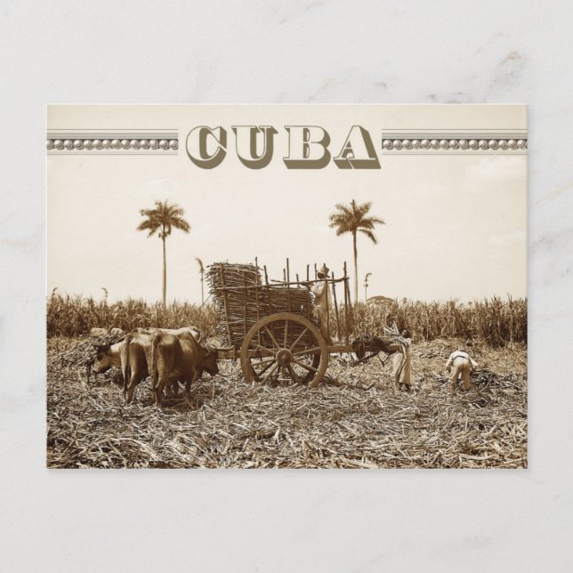 Postal Plantación de caña de azúcar en Cuba (Anverso)