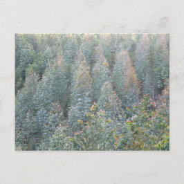 Postal Plantación de Eucalyptus Joven