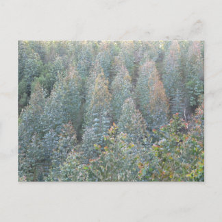 Postal Plantación de Eucalyptus Joven