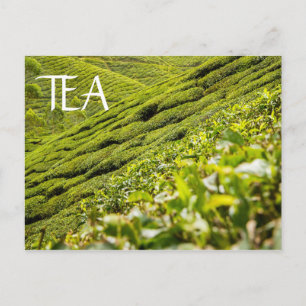 Postal Plantación de té