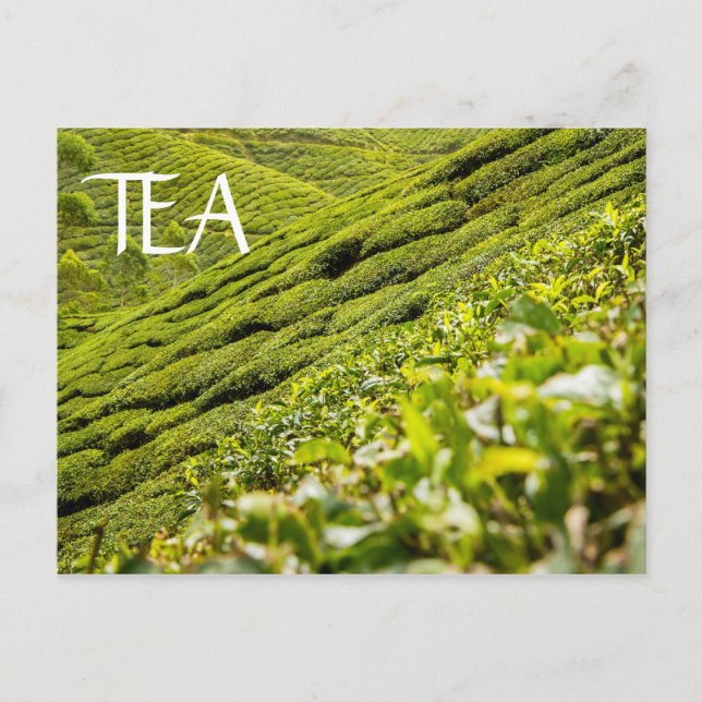 Postal Plantación de té (Anverso)