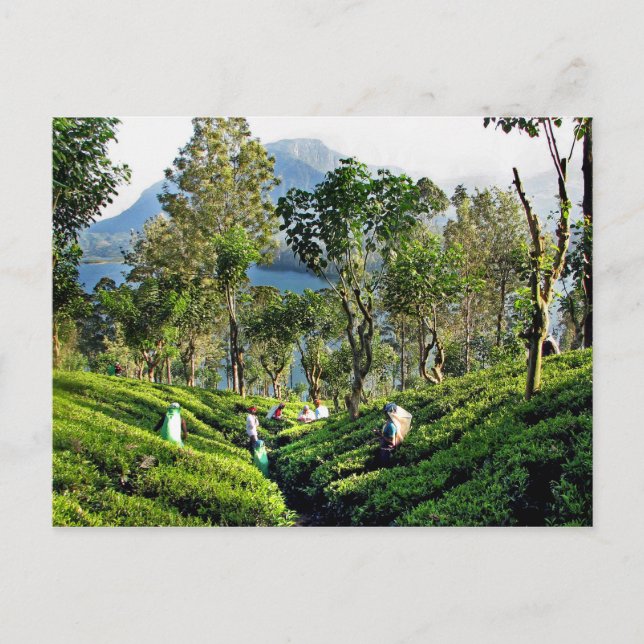 Postal Plantación de té (Anverso)