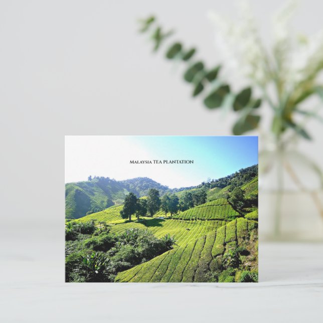 Postal Plantación de té de Malasia (Anverso de pie)