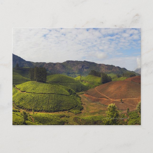 Postal Plantación de té Estado de Kerala, India (Anverso)