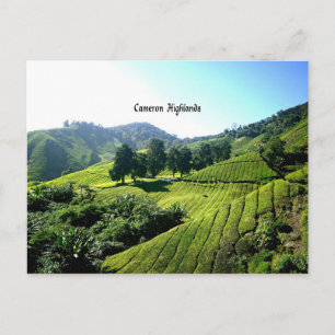Postal Plantación de té, tierras altas de Cameron, Malasi