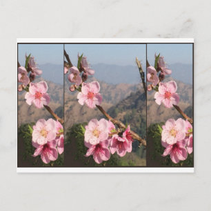 Postal Plantación hermosa de la fruta de la India