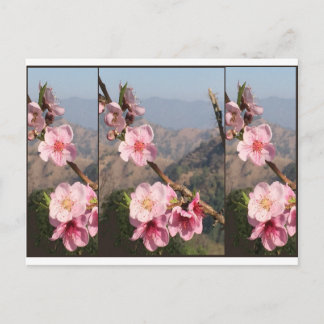 Postal Plantación hermosa de la fruta de la India