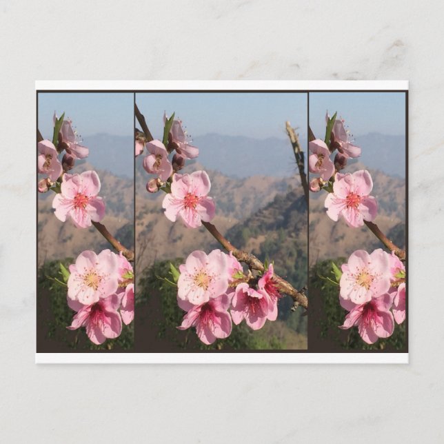 Postal Plantación hermosa de la fruta de la India (Anverso)