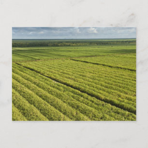 Postal Plantaciones de caña de azúcar, Guyana