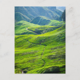 Postal Plantaciones de té