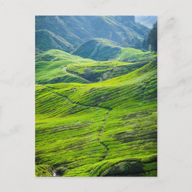 Postal Plantaciones de té (Anverso)