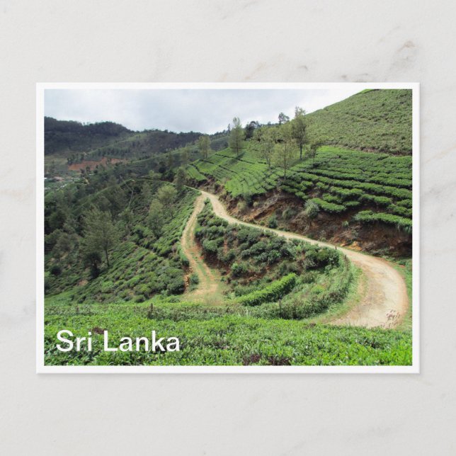 Postal plantaciones de té Sri Lanka (Anverso)
