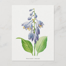 Postal Plantain Lily Hosta Flor Vintage Botánico