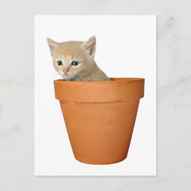 Postal Plantar algo de amor (Anverso)