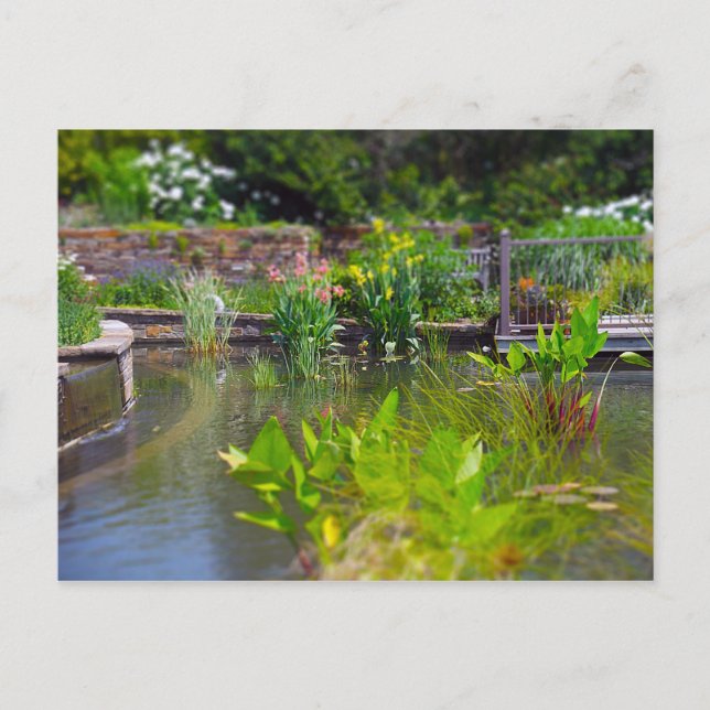 Postal Plantas de agua en los jardines de Pond Powell, Ka (Anverso)