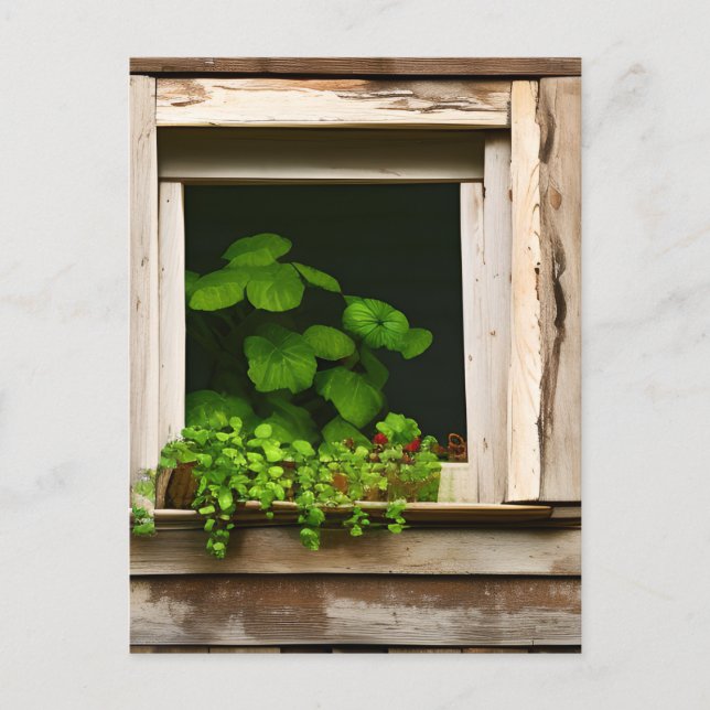 Postal Plantas de bonito en una ventana rústica con mader (Anverso)