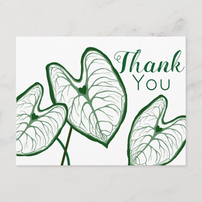 Postal Plantas de Caladium modernas Gracias (Anverso)