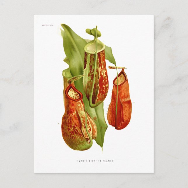 Postal Plantas de cocina (Anverso)