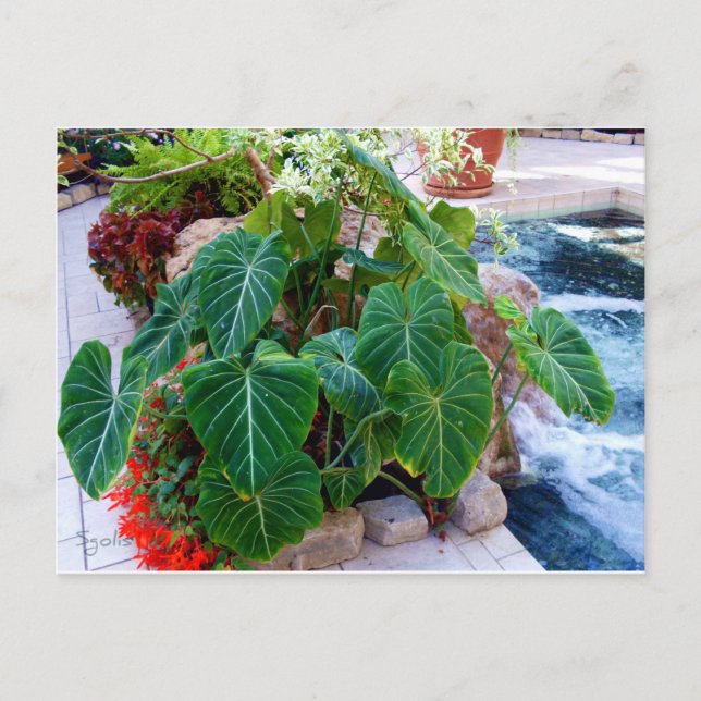 Postal Plantas de contenedor de oreja de elefante Jardín  (Anverso)