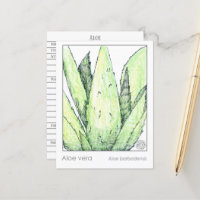 Plantas de estudio herbario Aloe Vera Materia Medi