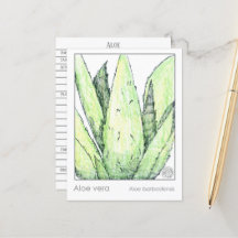 Plantas de estudio herbario Aloe Vera Materia Medi