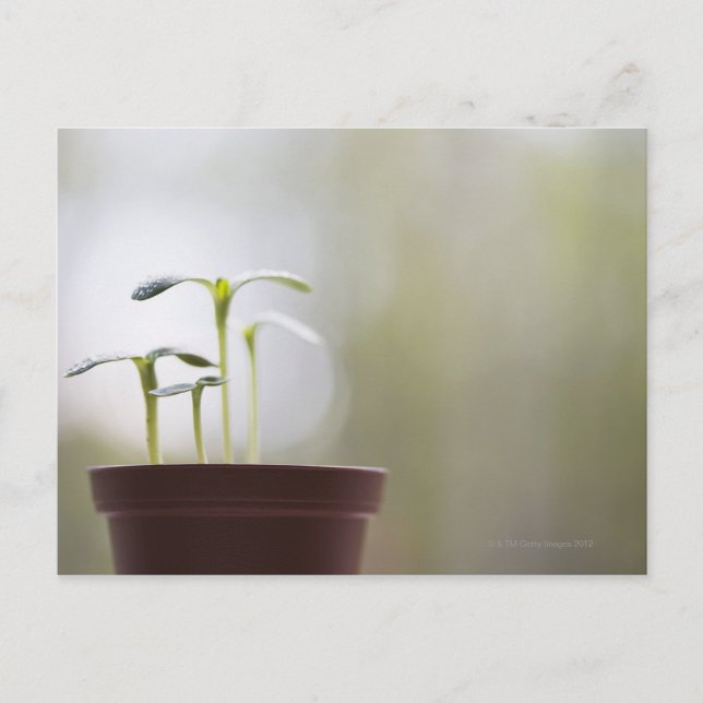 Postal Plantas de girasol brotando en la olla 2 (Anverso)