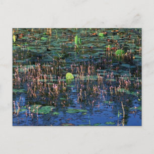 Postal Plantas de humedales en Okefenokee National Wildli