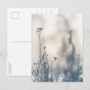 Postal Plantas de Invierno Foto de Naturaleza