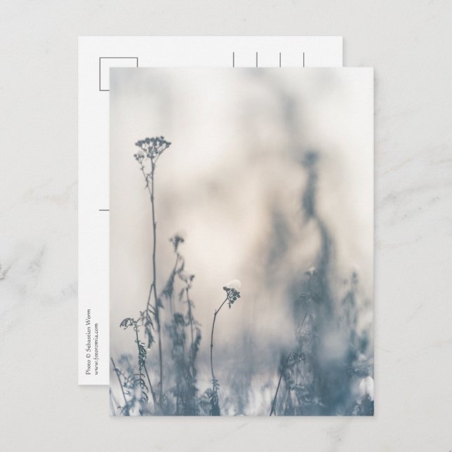 Postal Plantas de Invierno Foto de Naturaleza (Anverso / Reverso)