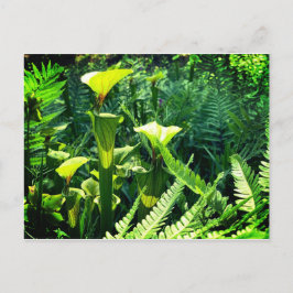 Postal Plantas de jarra amarilla