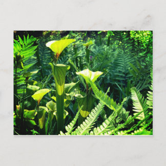 Postal Plantas de jarra amarilla