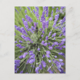 Postal Plantas de lavanda