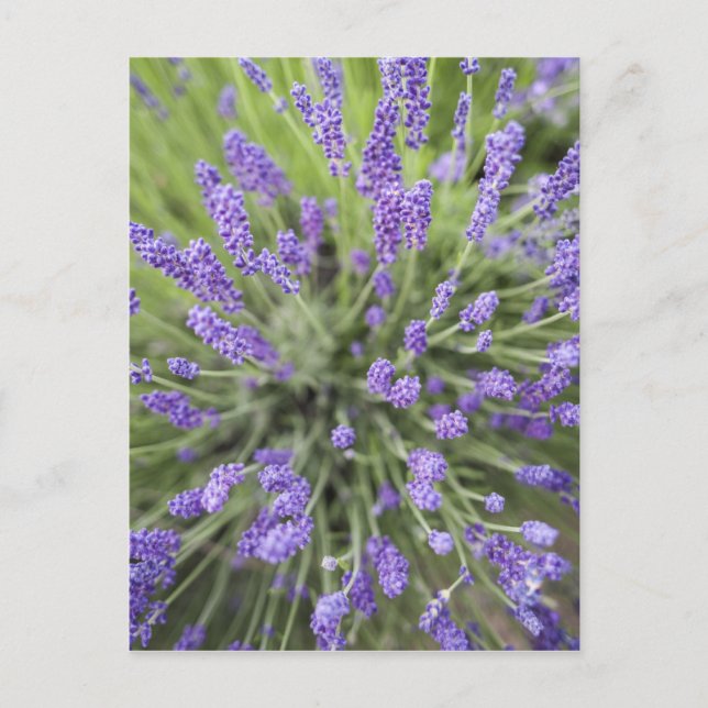 Postal Plantas de lavanda (Anverso)