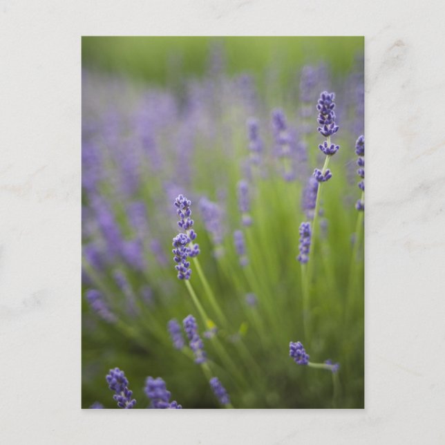Postal Plantas de lavanda 2 (Anverso)