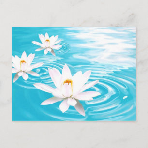 Postal Plantas de Lotus blancas flotando en agua turquesa