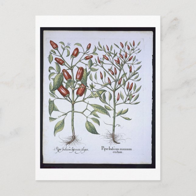 Postal Plantas de pimienta chile, de la 'Eystettensi de H (Anverso)