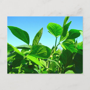 Postal Plantas de soja creciendo bajo el cielo azul posta