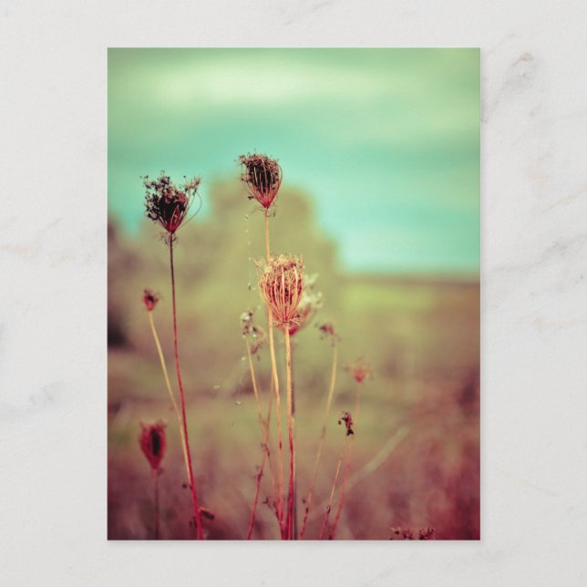 Postal Plantas de vintage (Anverso)