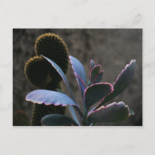 Postal Plantas del desierto