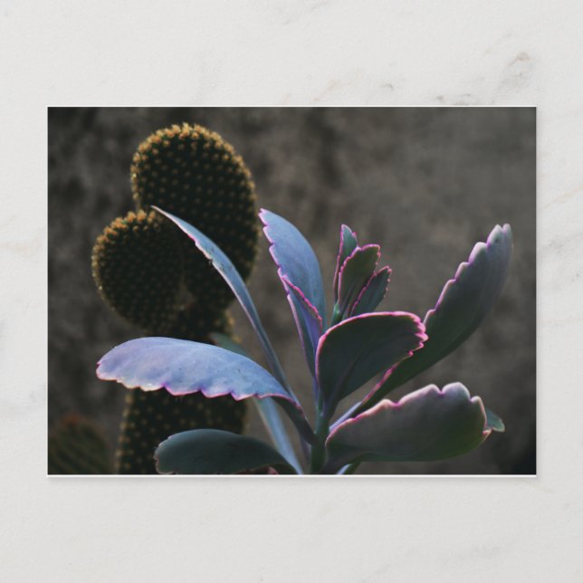 Postal Plantas del desierto (Anverso)