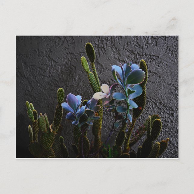 Postal Plantas del desierto (Anverso)