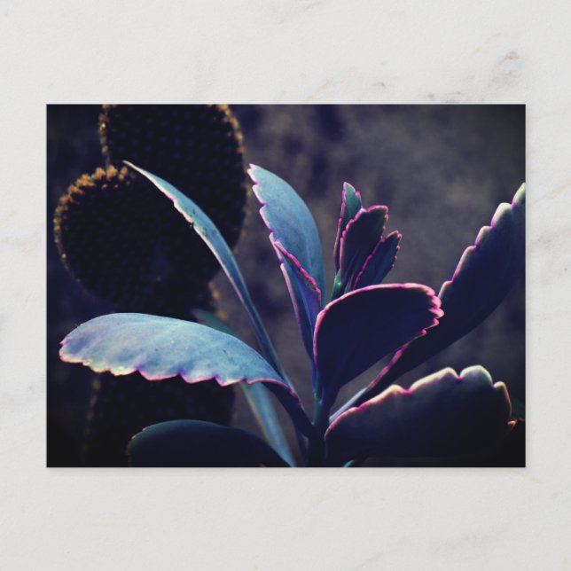 Postal Plantas del Desierto (Anverso)